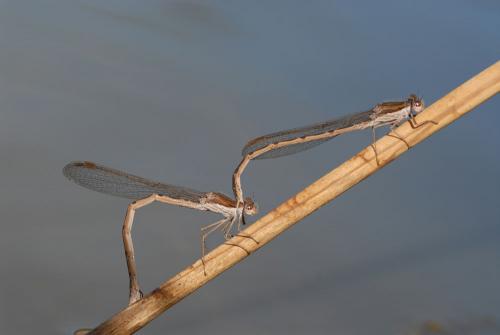 Réf. 42 483 : Sympecma fusca