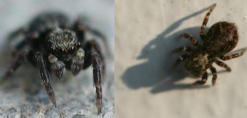 Réf. 42 196 : Pseudeuophrys sp.