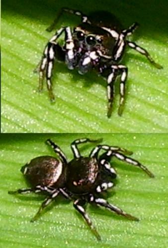 Heliophanus sp.