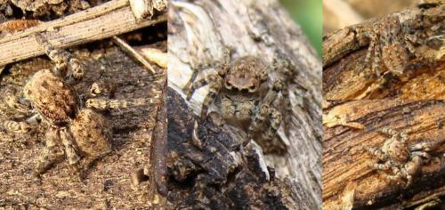 Aelurillus v-insignitus