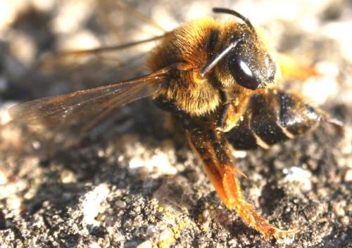 Réf. 42 748 : Halictus rubicundus