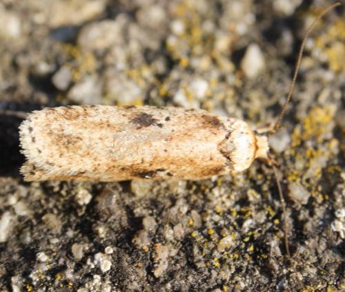 Agonopterix arenella