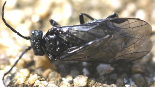 Dolerus sp.