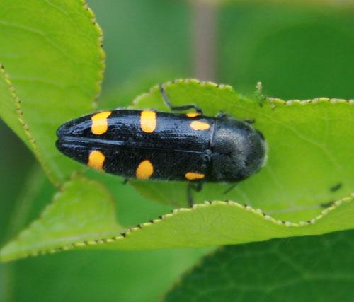 Ptosima undecimmaculata