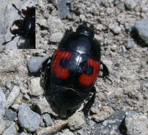 Hister quadrimaculatus