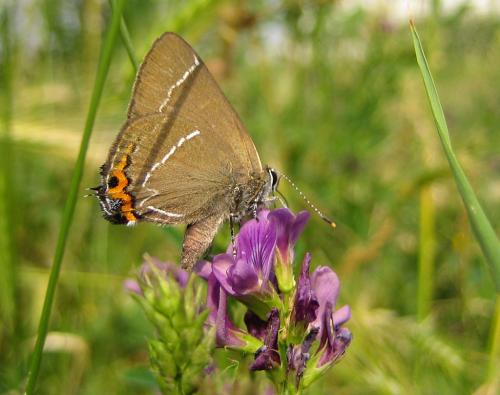 Réf. 42 822 : Satyrium w-album