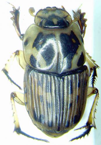 Oniticellus formosus