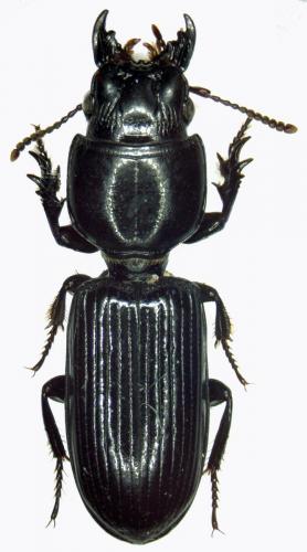 Réf. 42 530 : Scarites sp.