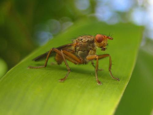 Scathophaga lutaria