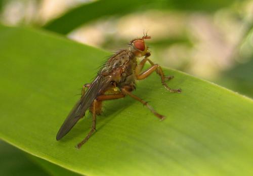 Scathophaga lutaria