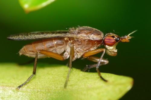 Euthycera sp.