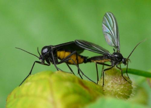 Sciara sp.