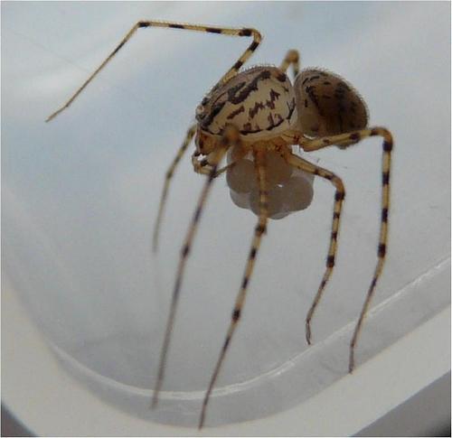 Réf. 42 253 : Scytodes thoracica