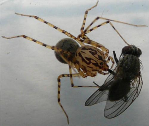 Scytodes thoracica