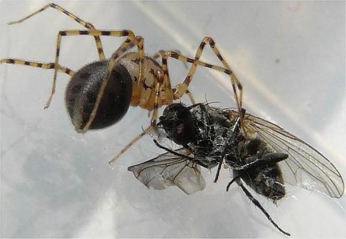 Scytodes thoracica