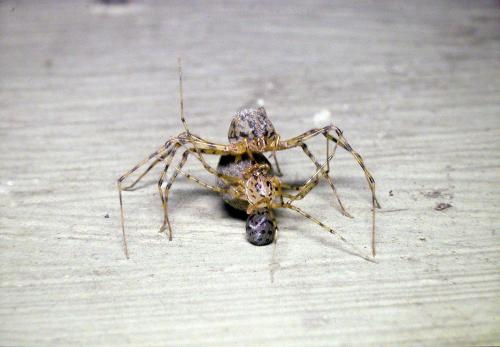 Réf. 42 886 : Scytodes thoracica