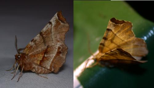 Selenia dentaria