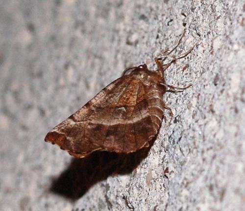 Réf. 42 721 : Selenia dentaria