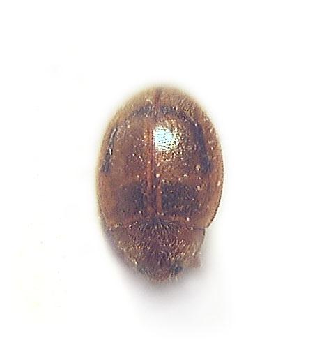 Rhyzobius sp.
