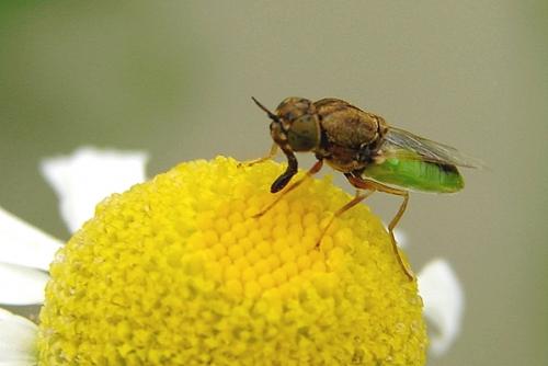 Réf. 42 835 : Oplodontha viridula