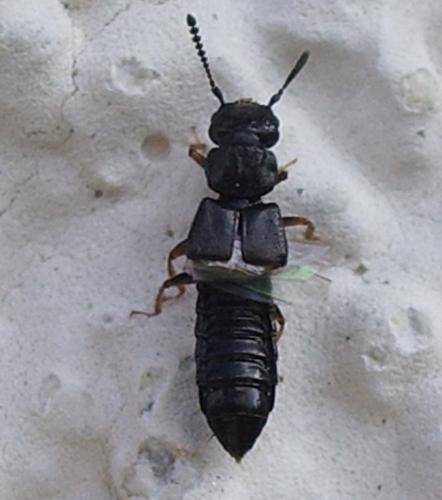 Réf. 42 193 : Anotylus sp.