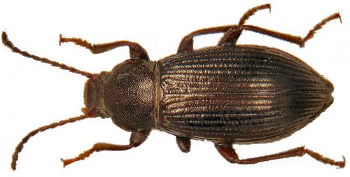 Stenomax piceus