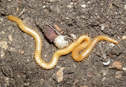 Réf. 42 654 : Stigmatogaster gracilis
