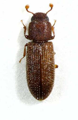 Synchita humeralis