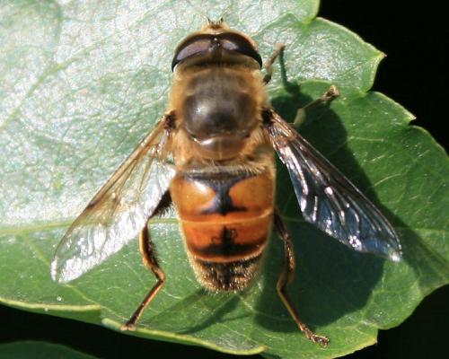 Eristalis tenax