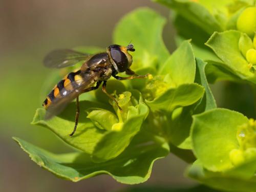 Réf. 42 388 : Eupeodes latifasciatus