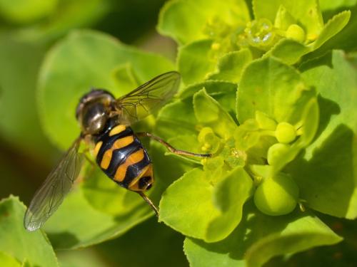 Réf. 42 390 : Eupeodes latifasciatus