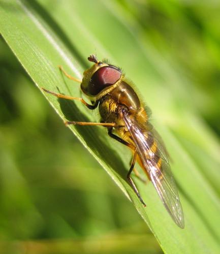 Réf. 42 971 : Syrphus torvus