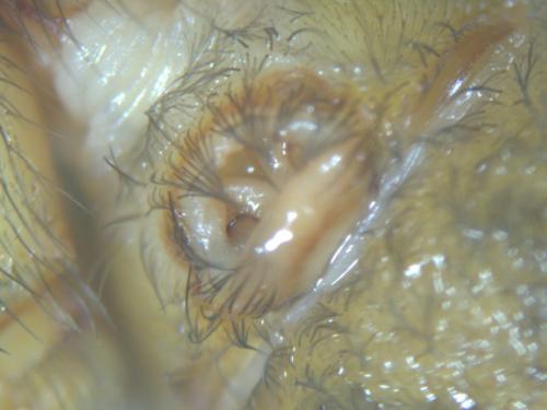 Eratigena agrestis