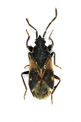 Taphropeltus hamulatus