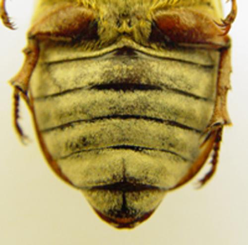 Polyphylla fullo