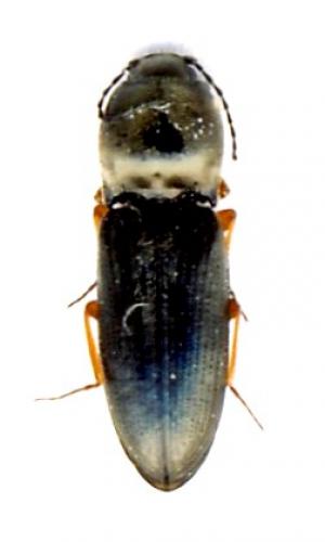 Cardiophorus rufipes