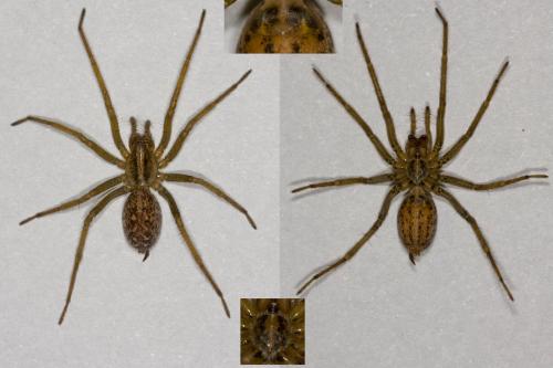 Eratigena agrestis