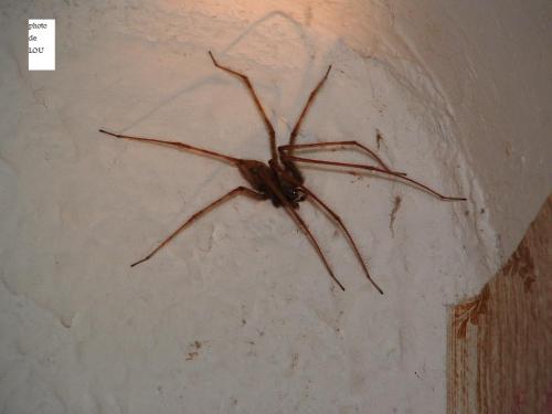Tegenaria sp.