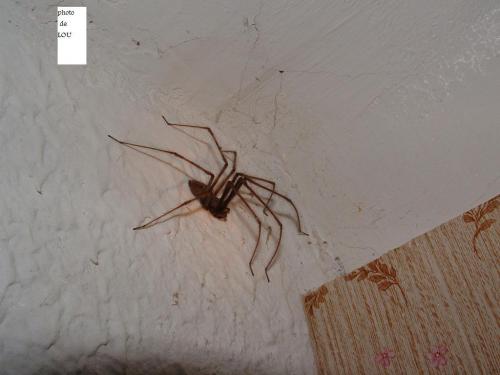 Réf. 42 239 : Tegenaria sp.