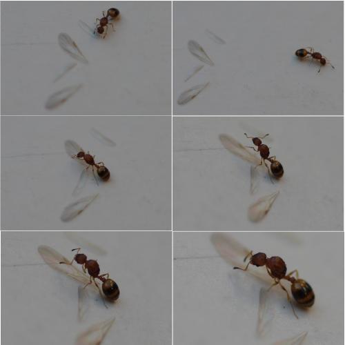 Réf. 42 850 : Temnothorax sp.