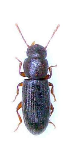 Réf. 42 810 : Prodilamus ferrantei parallelus