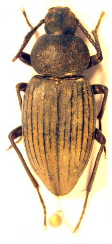 Thalpophilodes abbreviata dakarensis