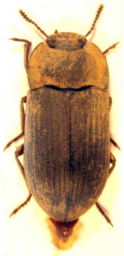 Gonocephalum inquinatum inquinatum