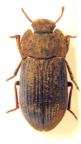 Réf. 42 805 : Gonocephalum duplegranatum