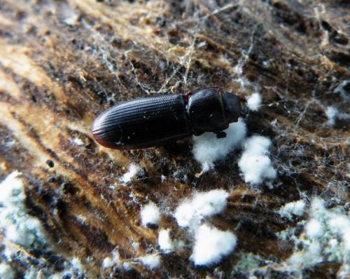 Réf. 42 288 : Tenebroides fuscus