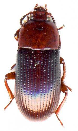 Réf. 42 846 : Uloma retusa