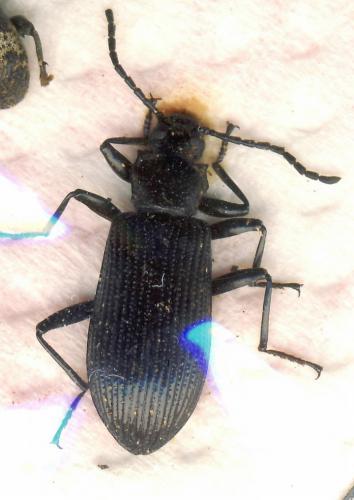 Réf. 42 848 : Goniadera sp.