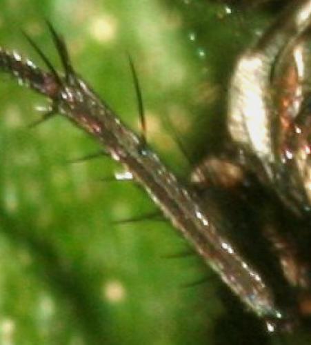 Réf. 42 213 : Eudasyphora sp.