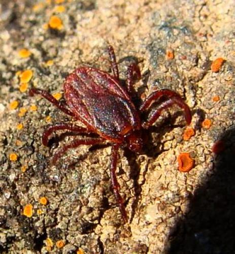 Rhipicephalus pusillus