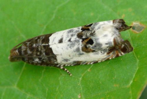 Notocelia trimaculana